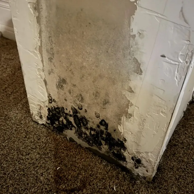 Professional Mold Removal in Edgemont Park, MI